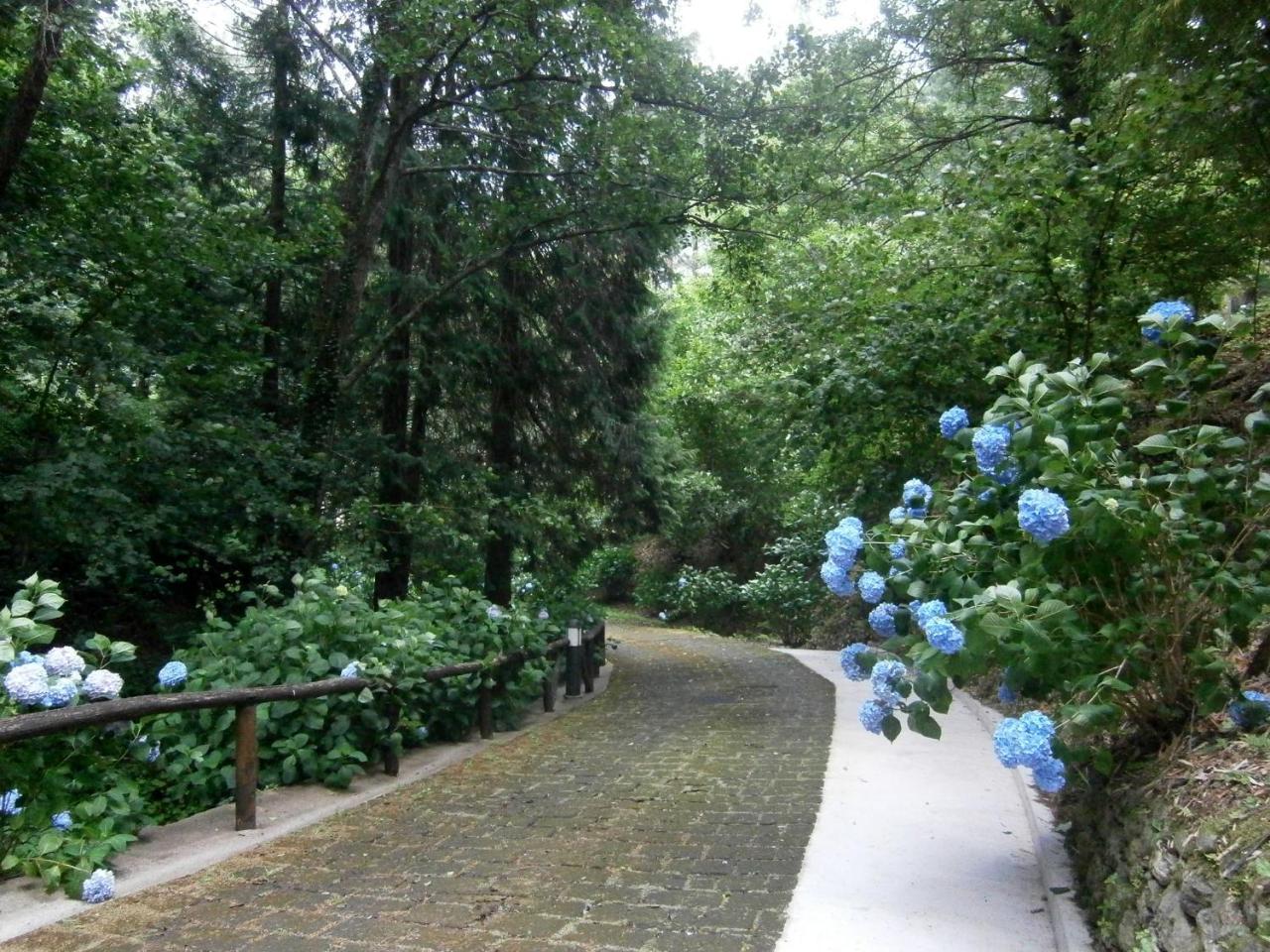 Il Bosco Di Campo Marzano Studios Borzonasca 外观 照片